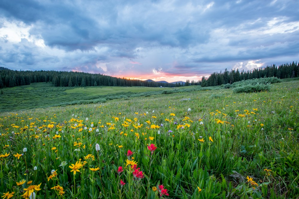 Man njuter av morgonsolen i tallskogen